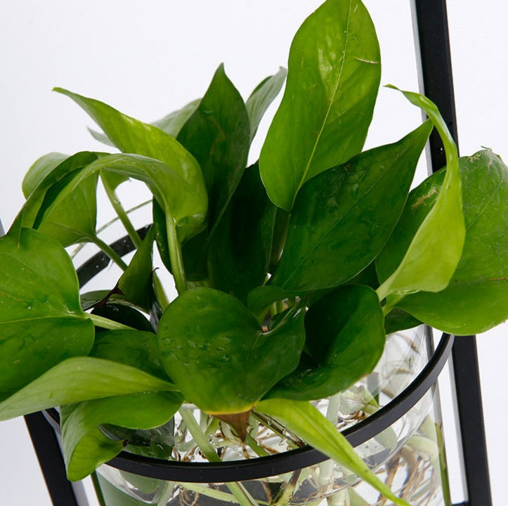 Die Original Pflanzenlampe